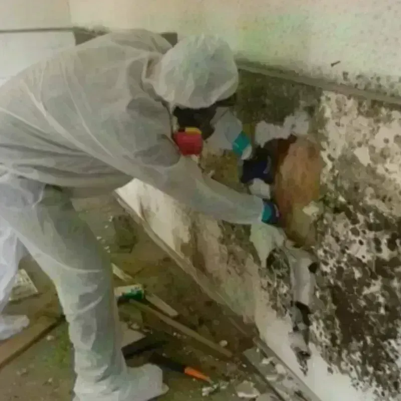 Mold Remediation and Removal in Lincoln County, AR